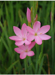 Image result for Hesperantha