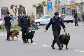 Jandarmii au depistat 673 de. Cluj Jandarmii Vor Folosi La Untold È™i La Electric Castle Caini AntrenaÈ›i Pentru Depistarea Drogurilor È™i A Explozibililor Dej24 Ro