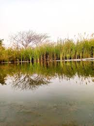 Image result for Marquesia macroura