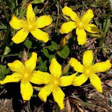 Image result for Hypericum aethiopicum