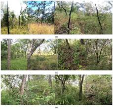 Image result for Uapaca sansibarica