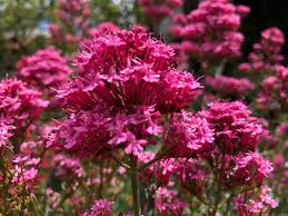 Image result for Centranthus