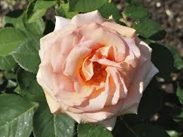 We did not find results for: The Best Indian Plants For Feb March Boldsky Com