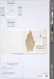 Image result for Kalanchoe latisepala