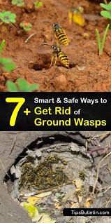Maybe you would like to learn more about one of these? 7 Smart Safe Ways To Get Rid Of Ground Wasps