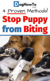 How To Stop Your Puppy From Biting Stop Puppy From Biting Puppy Training Biting Puppy Biting