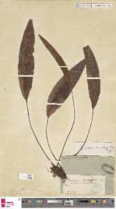 Image result for Elaphoglossum acrostichoides