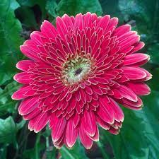 Beautiful Flower Beautiful Flowers Gerbera Daisy Flowers