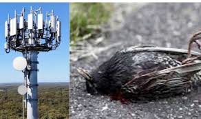 5G conspiracy: UFO hunter shares fake news 5G towers 'killing millions of  birds' | Weird | News | Express.co.uk
