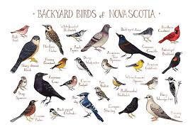 Amazon Com Backyard Birds Of Nova Scotia Canada Field