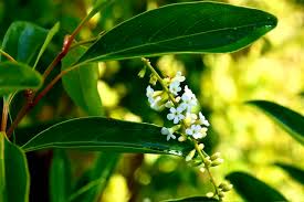 Image result for Citharexylum