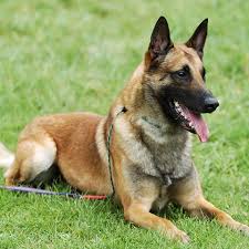 The longhaired black belgian shepherds primarily owe their existence to nicolas rose, who purchased what are considered to be the foundation couple of the belgian sheepdog. Belgian Shepherd Malinois Your Dog