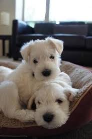 Black And White Miniature Schnauzer Puppies For Sale White Miniature Schnauzer Pups Puppies Schnauzer Puppy Cute Dogs
