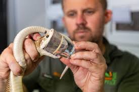 One millionth milking a major milestone