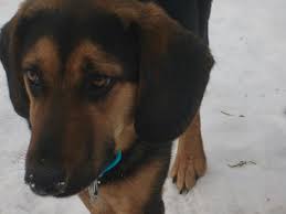 Feel free to browse classifieds placed by german shepherd dog breeders in pa and the surrounding areas. New Hound Shepherd Mix Puppy Dog Forum