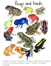Illustrated Frog Chart