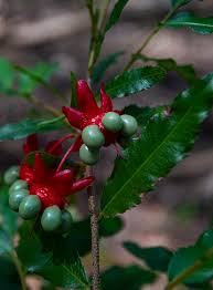 Image result for Ochnaceae