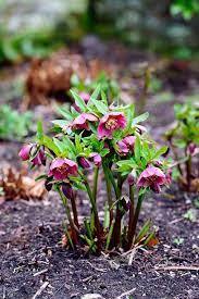 These Are The Flowers That Ll Thrive In Your Shady Yard Shade Perennials Shade Plants Shade Garden Plants