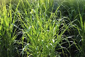 Image result for Panicum gilvum