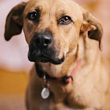 Animal shelters & rescues near you. Family Dogs New Life Shelter In Portland Oregon