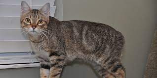Manx Syndrome Spina Bifida International Cat Care
