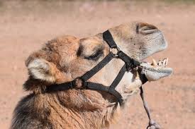 Also known as the arabian camel and dromedary, camelus dromedarius is found throughout the hot, dry deserts of the middle east and africa (with a the famous hump is comprised of fat and fibrous tissue, the former of which is metabolized to provide the camel with energy during times of deprivation. 2 326 Face Mouth Open Profile Photos Free Royalty Free Stock Photos From Dreamstime