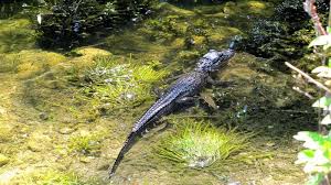  Nining Romlin Niningromlin Profil Pinterest