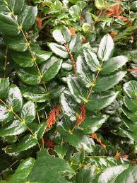 Image result for Berberidaceae