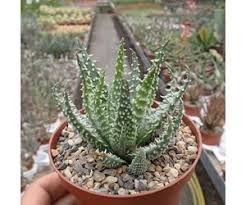 You only need to fertilize aloe vera plants in the spring and summer, and should do so about once a month at most. Aloe Humilis X Erinacea Uhlig Kakteen More Than 5 000 Different Species