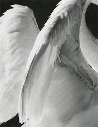 Black And White Angel Wings Aesthetic Pin By Teresa Reynolds On Angels Wings Angel Art Angels And Demons