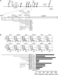 3923 88th st unit f marysville, washington; An Intergenic Non Coding Rna Promoter Required For Histone Modifications In The Human B Globin Chromatin Domain
