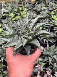 Image result for Haworthia limifolia