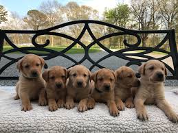 Our happy customers are located in alabama, georgia, illinois, virginia, tennessee, mississippi, florida, nebraska, california and all over the united states. Bama Labs Selling Labrador Retrievers Breeding Labrador Retrievers