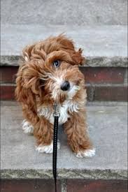 We did not find results for: 29 Dogs For Britton Ideas Dogs Cute Dogs Puppies