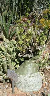 Image result for Adenia