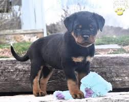 808 592 просмотра 808 тыс. European Rottweiler Puppy For Sale In Mifflin Pa Happy Valentines Day Happyvalentinesday2016i