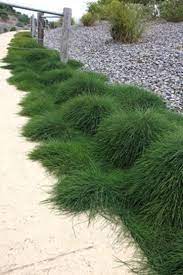 Casuarina Glauca Cousin It Australian Garden Native Garden Australian Native Garden
