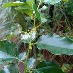 Image result for Colubrina asiatica