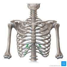 Rib cage anatomy human ribs male vs female tubercle of rib human ribs pain rib cage drawing. Interchondral Joints Anatomy Function Kenhub