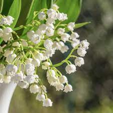 We did not find results for: Muguet Vase Bouquet Photo Gratuite Sur Pixabay