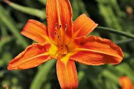 Check spelling or type a new query. 23 Types Of Orange Flowers Orange Flowering Plants With Pictures