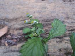 Image result for Dichrocephala