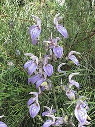 Image result for Brillantaisia owariensis