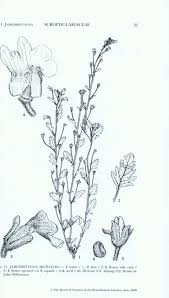 Image result for Jamesbrittenia micrantha