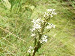 Image result for Alepidea amatymbica