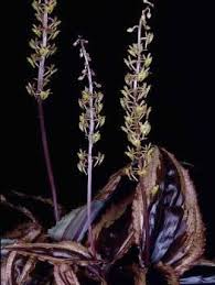 Image result for Malaxis