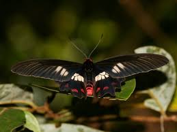 Image result for Pentarhopalopilia