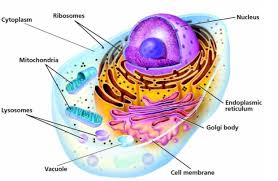 Check spelling or type a new query. Thinglink For An Animal Cell