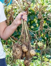 It's definitely a tricky question when your crop is buried beneath a foot or two of your best soil. How And When To Harvest Potatoes Plus Curing For Long Term Storage