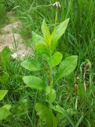 Image result for Erigeron steudelii